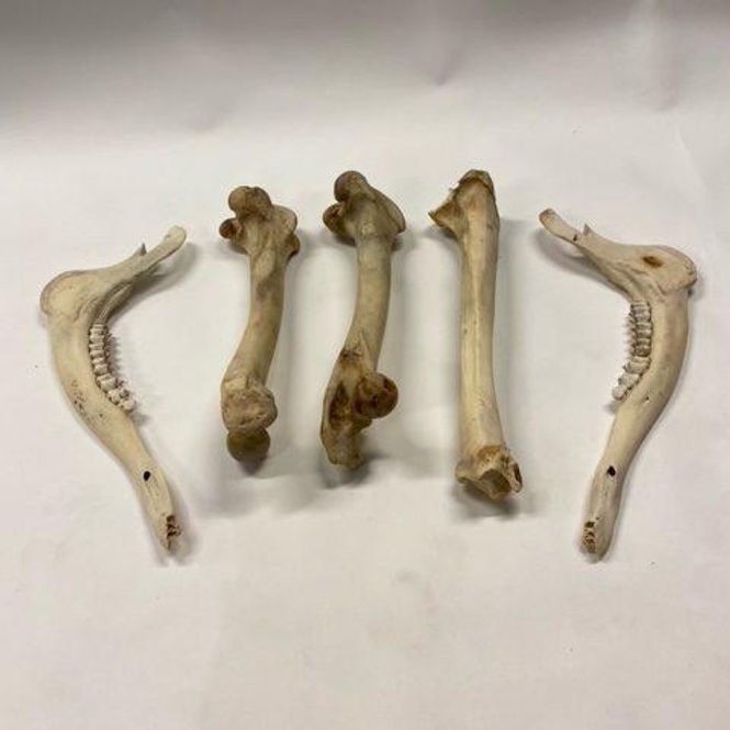 Hovedbilde Beinrester