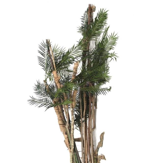 Hovedbilde Palmegrener